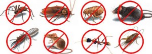 Auckland Cockroach control